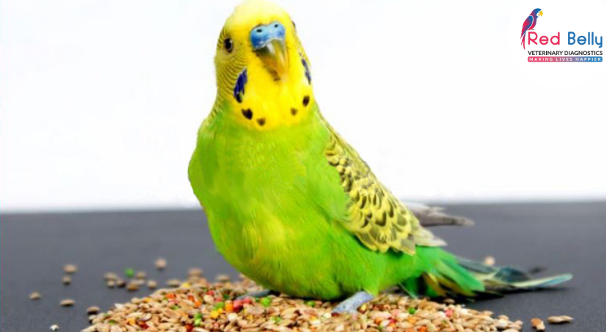 Budgies Best Food