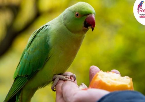 Pet Bird Healthy Diet