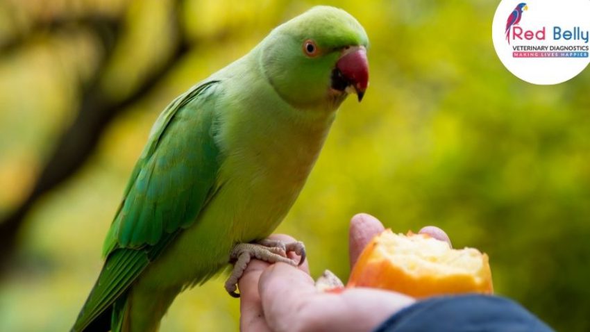 Pet Bird Healthy Diet