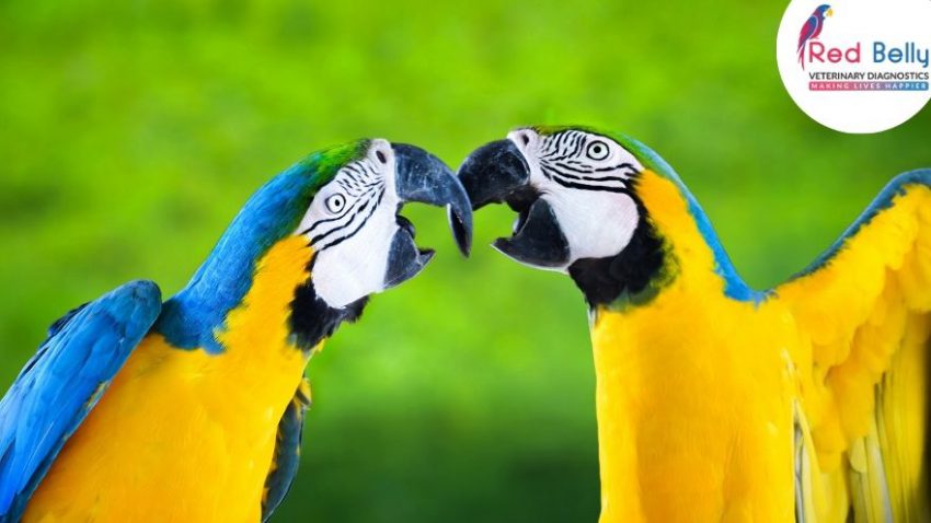 Birds DNA Sexing