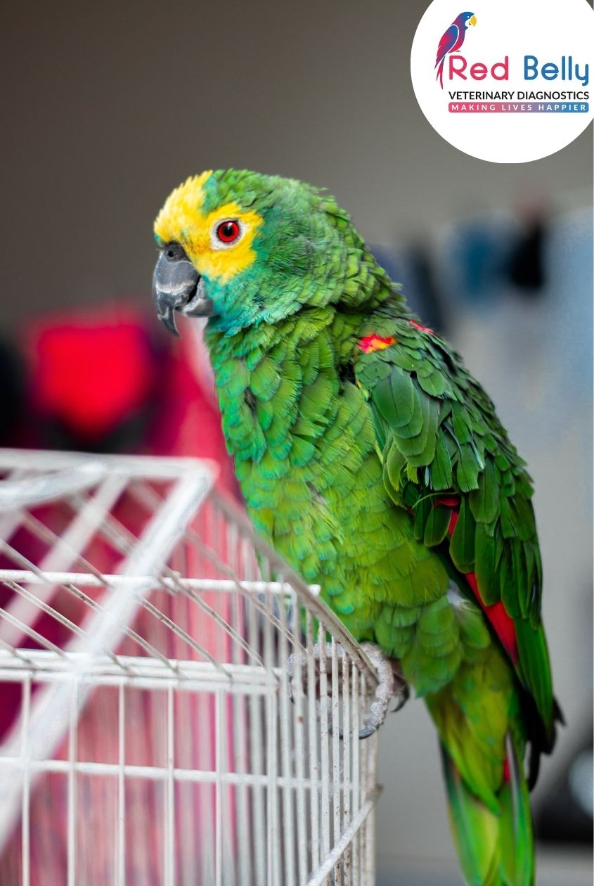 Feather loss for Pet Bird