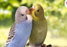 Common breeding problems in pet birds and the best ways to tackle them