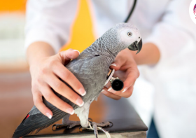 Top 5 reasons to check with an Avian Vet