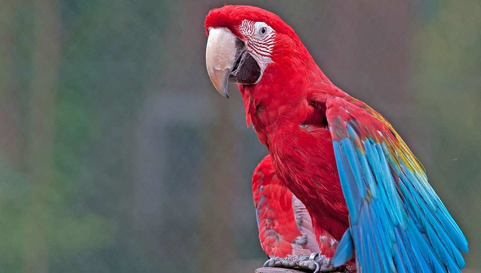 animal diagnostics