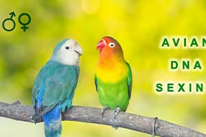 animal diagnostic center